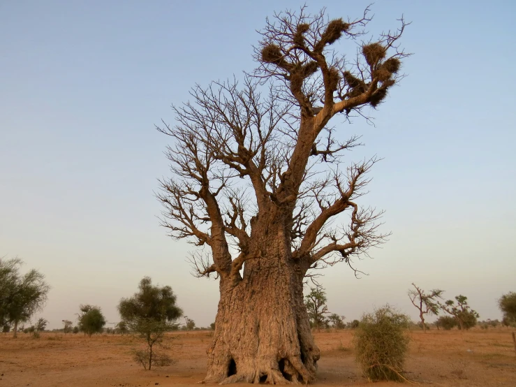 this is a po of a dead tree