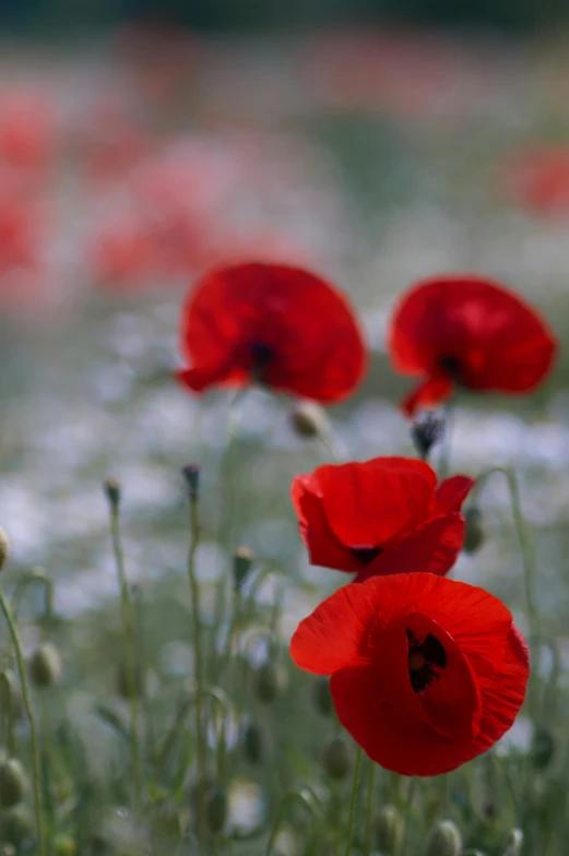 many red flowers bloom in the grass