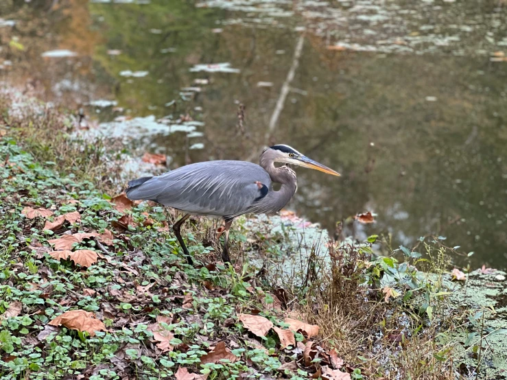 a bird standing on top of leaves next to a pond