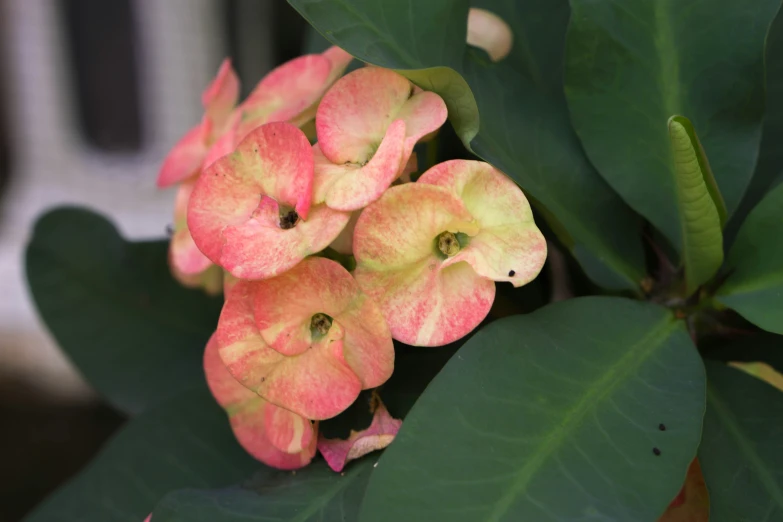 a close up of some flowers with green leaves