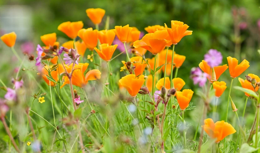 an open field with orange and purple flowers