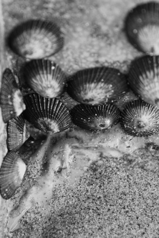 a couple of clamshells are lying on a wet beach