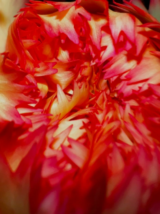 a flower petals in close up, red and white