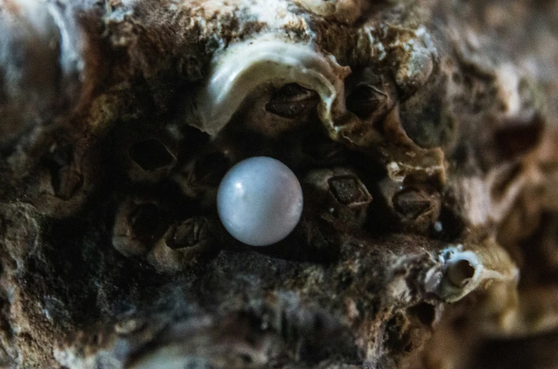 a closeup po of the inside of a mushroom
