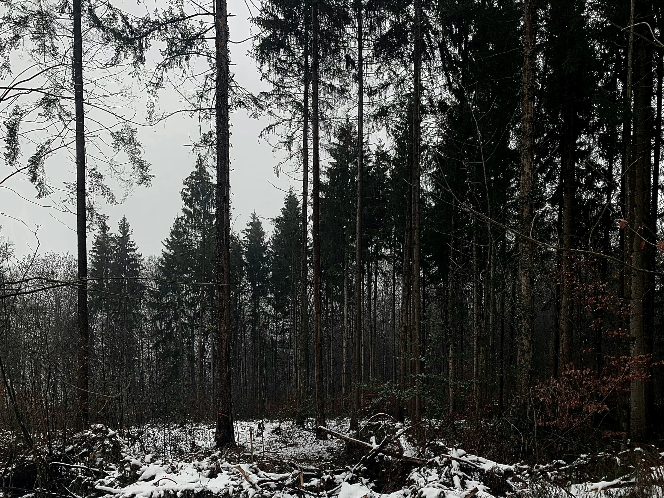 an open field with a few trees covered in snow