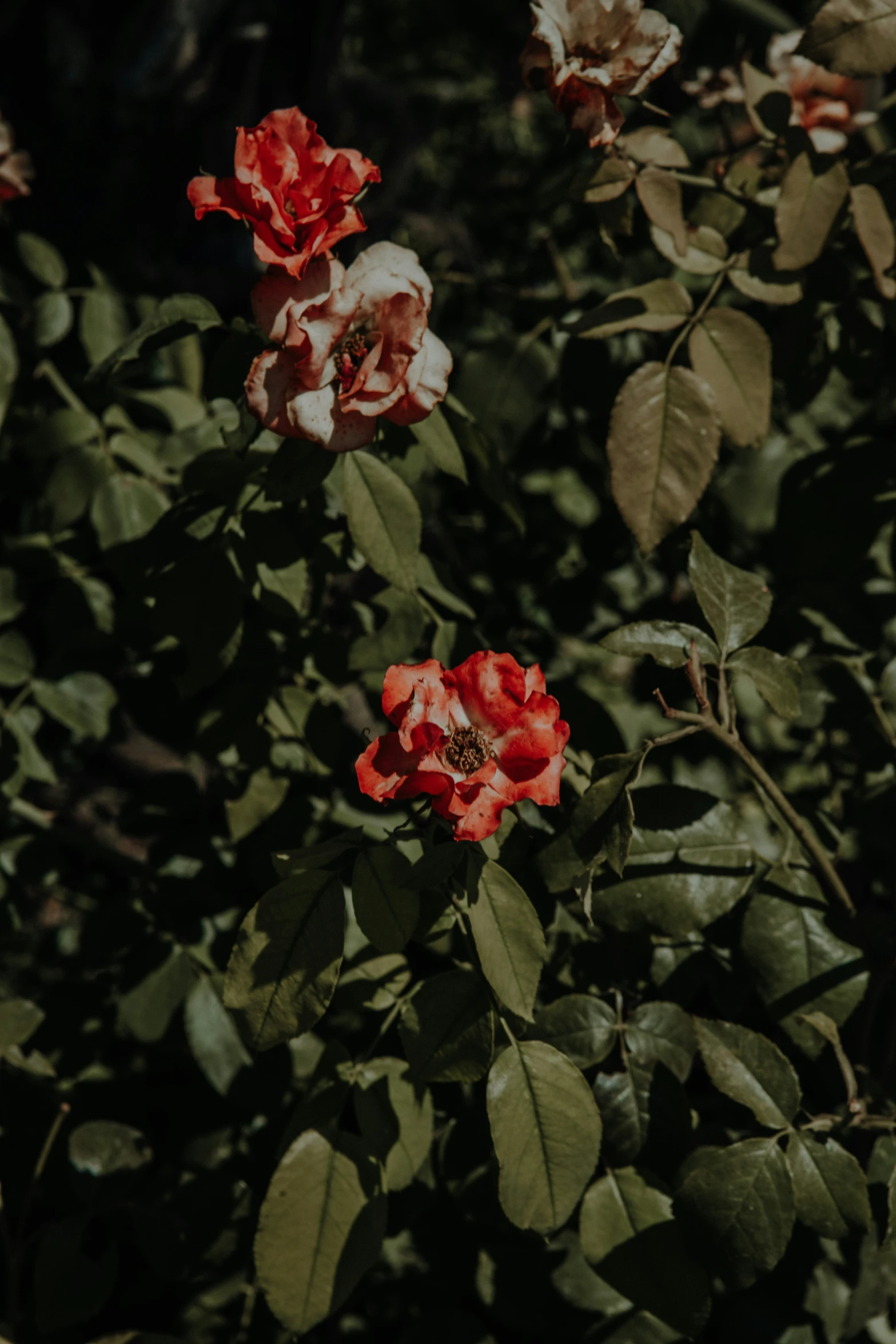 red and white roses with leaves in the sun