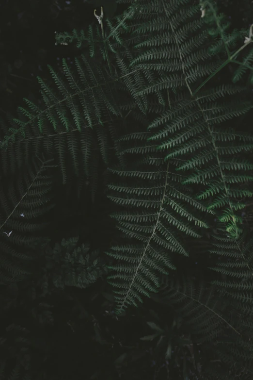 a green fern tree is pographed close up