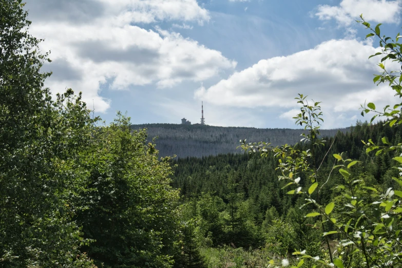 a scenic view of the forest, trees and sky