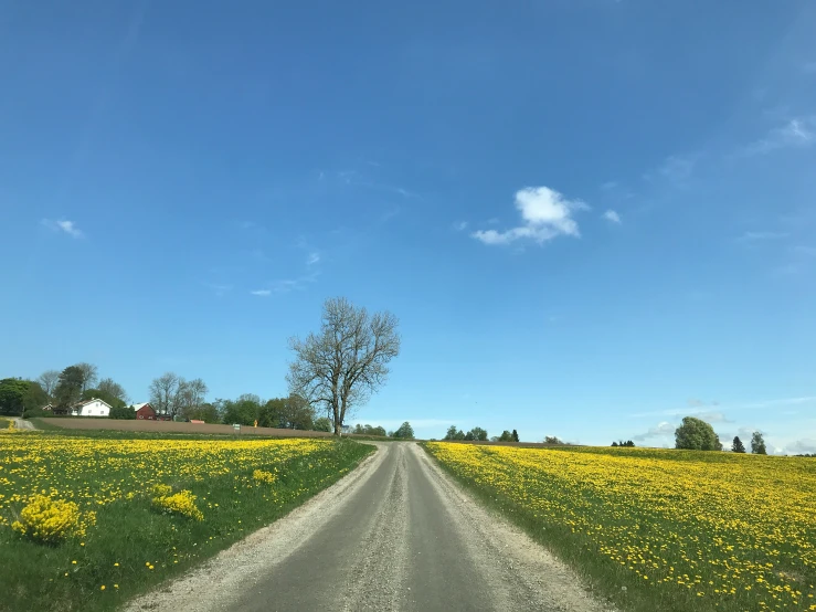 there is a view of a dirt road through the fields