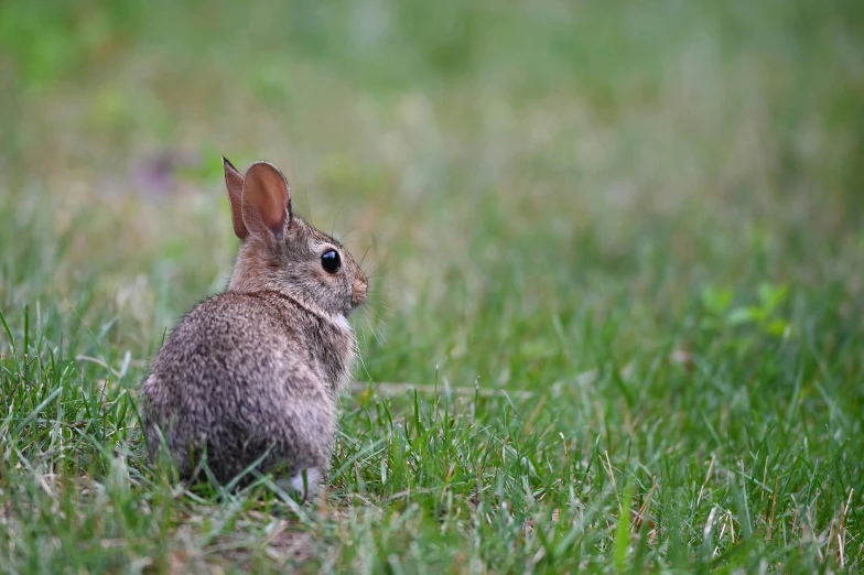 a small gray rabbit sitting in the grass