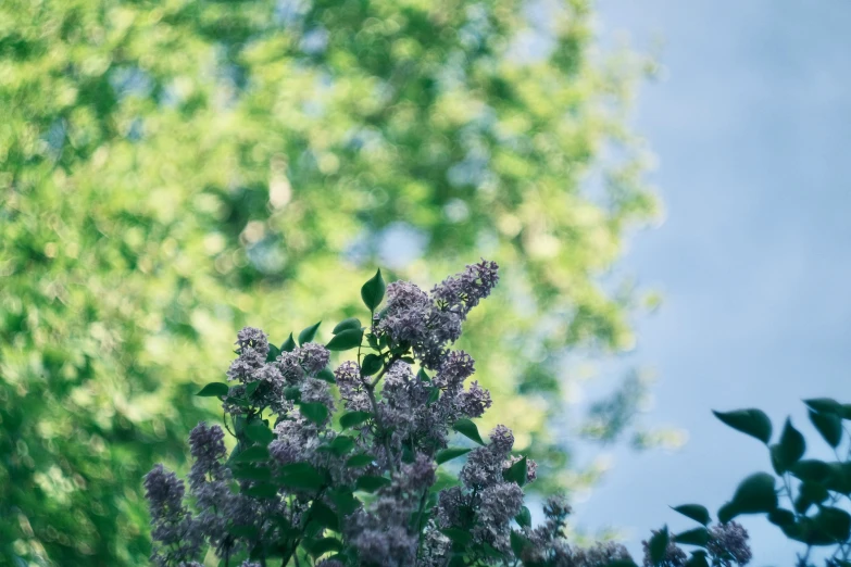 flowers and trees in the background with a blurry sky behind