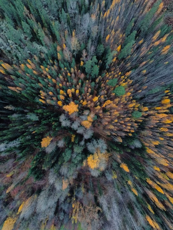 a large group of trees is shown in this aerial pograph