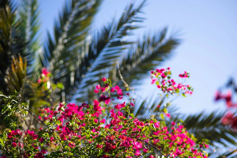 pink flowers on tree leaves under a blue sky