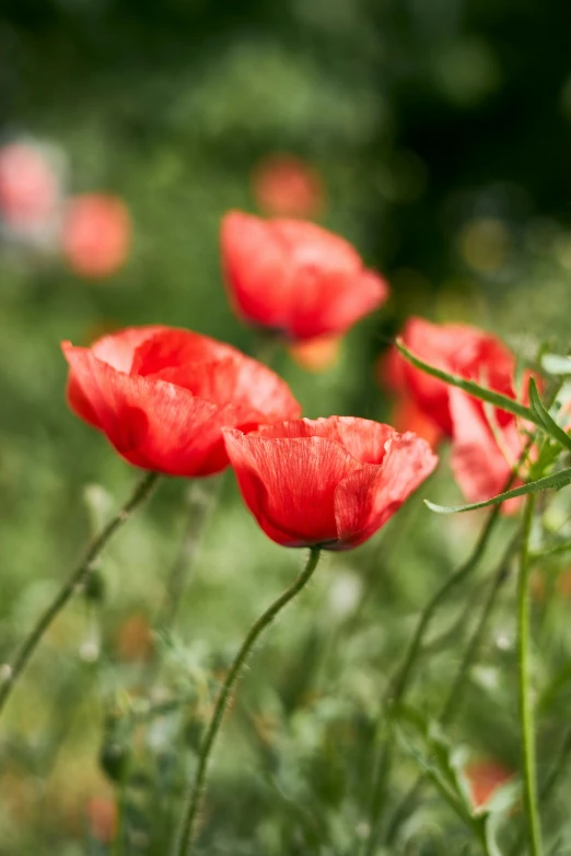 a close up of some flowers in a field