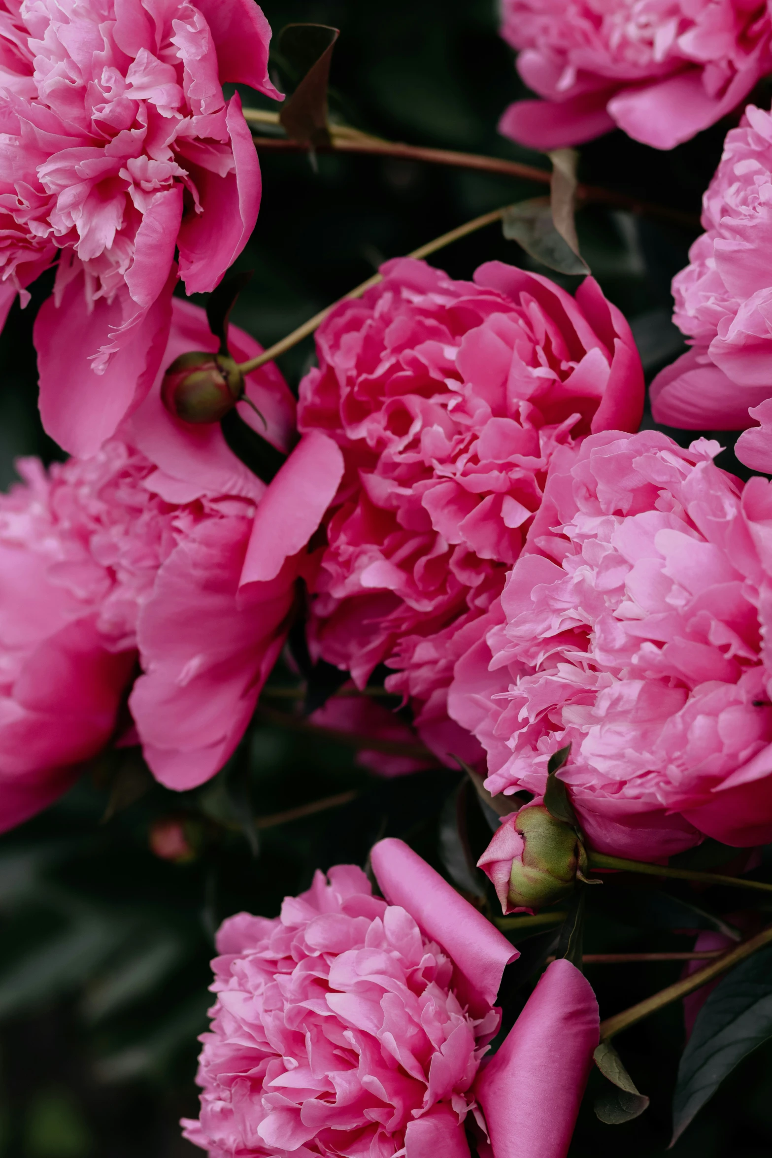 pink peonies in a garden with green leaves