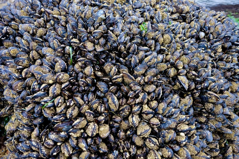 a mound of brown sand covered with snails