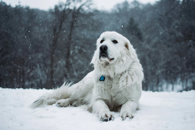 the large white dog is sitting in the snow