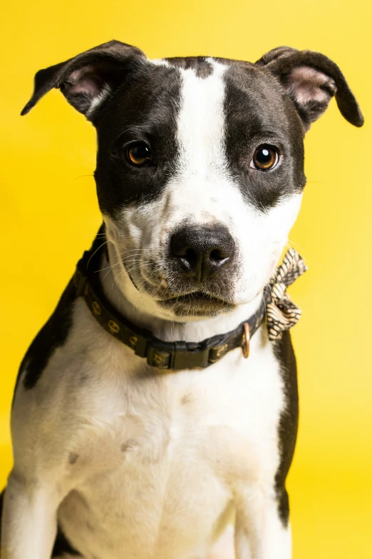 a close up of a small dog wearing a leather collar