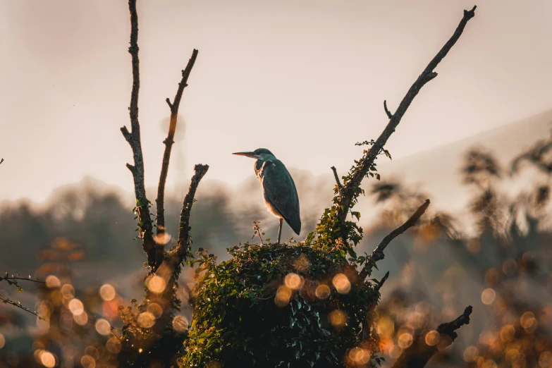 a bird is perched on a tree nch