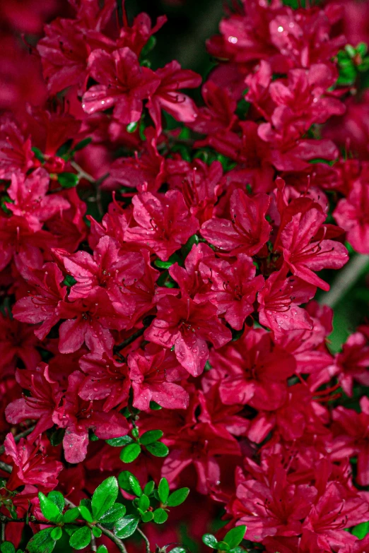 some red flowers that have buds attached to them