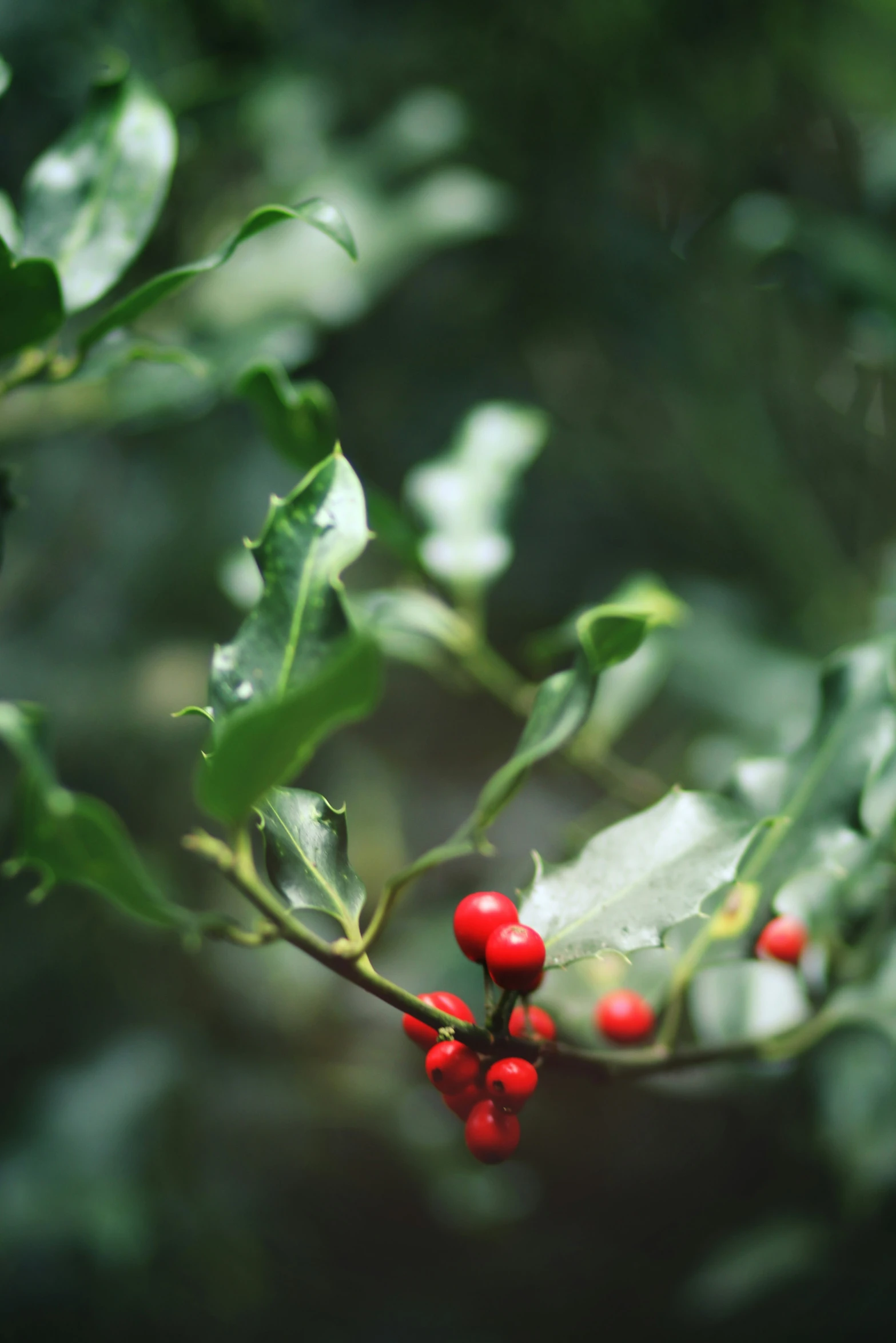 the berry nches are green with little red berries