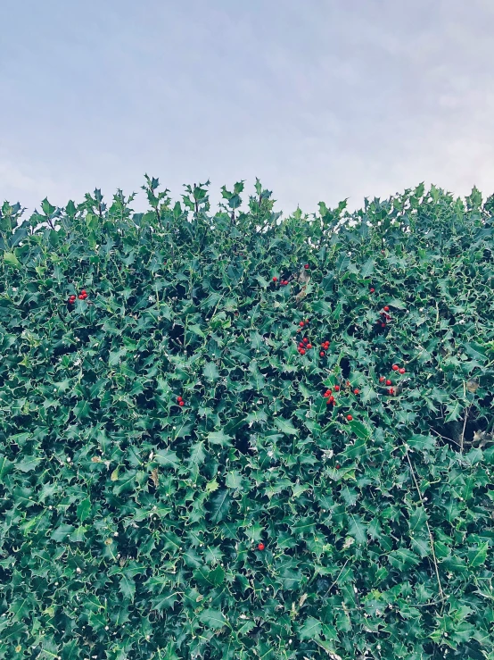 the top of a tree with leaves growing up it