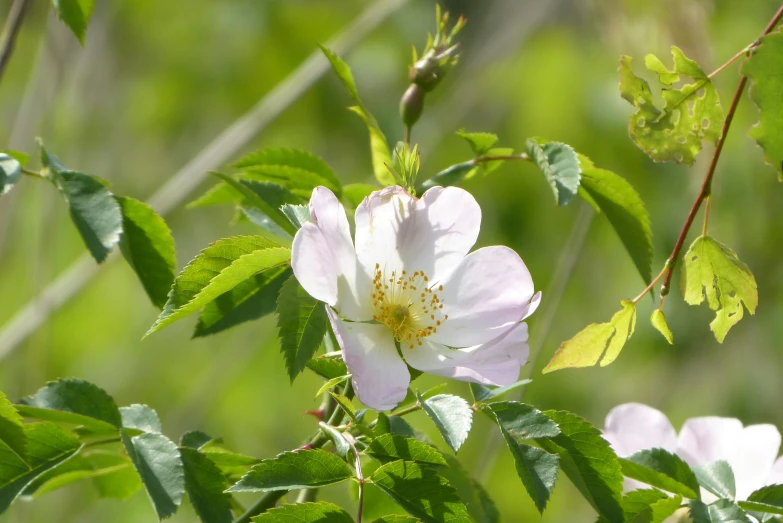 closeup of several flowers and green foliage in the distance