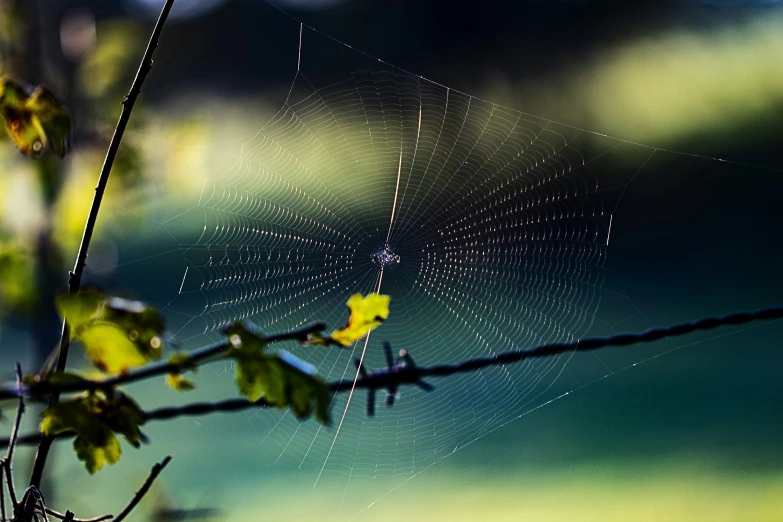 a spider web hanging off the side of a wire fence