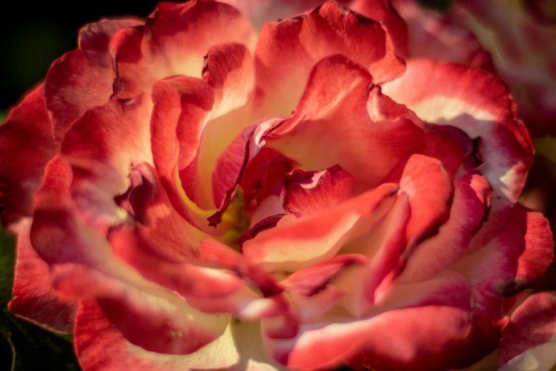 red and yellow flowers blooming next to each other