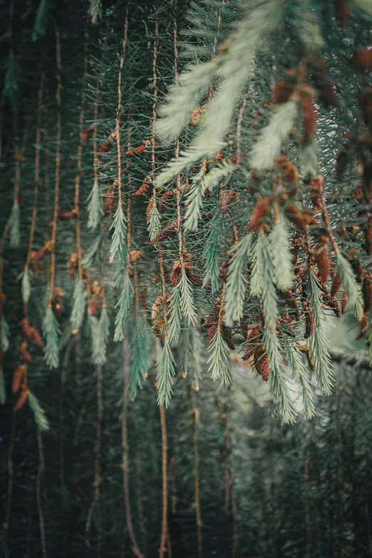 green leaves and some twigs with red berries