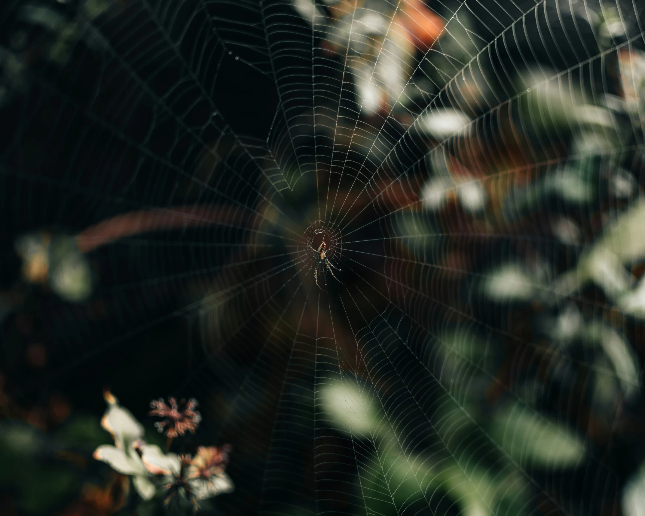 closeup po of an insect web in a garden