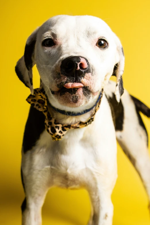 a dog is posing with it's mouth open