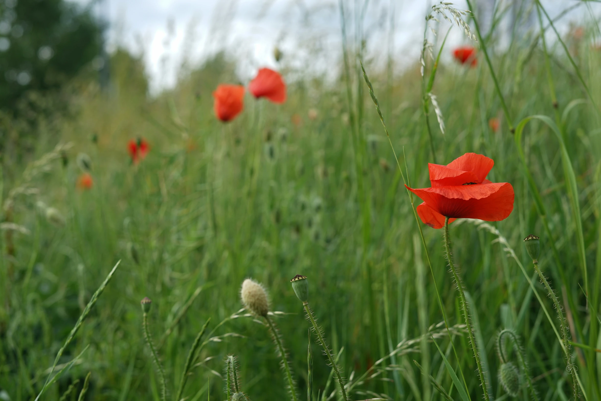 a field with grass and red flowers in the middle