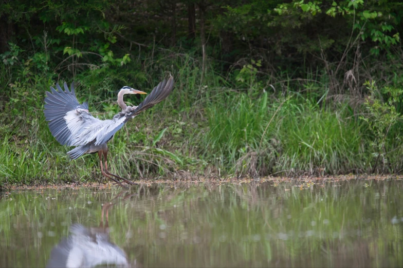 an heron spreading its wings near a pond in front of trees