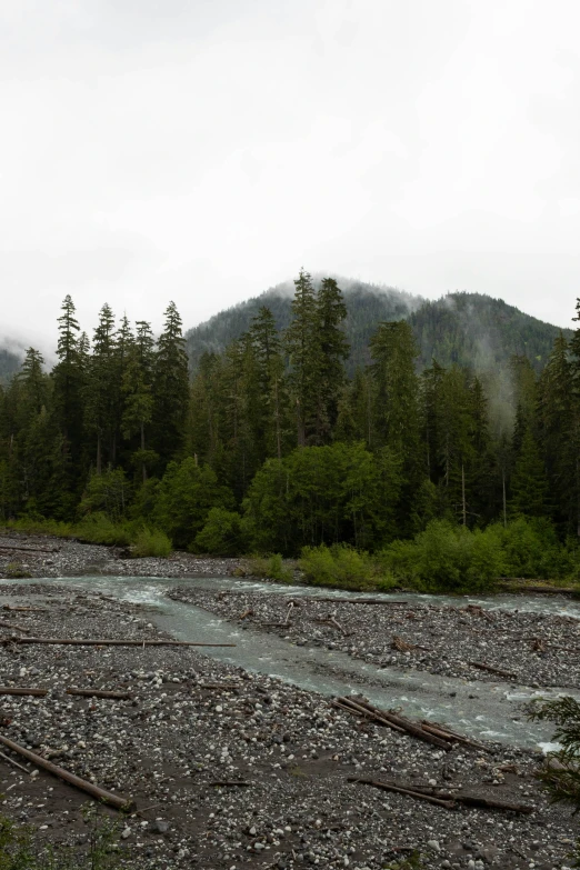 a train traveling down tracks near a forest