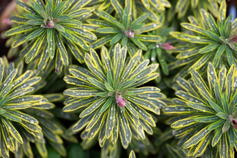 some very pretty green and yellow flowers