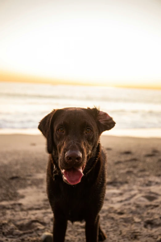 a brown dog with his tongue out on the beach