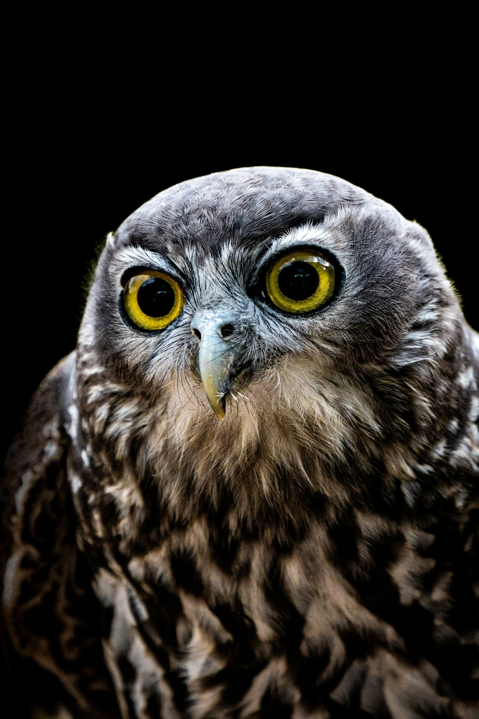 an owl with orange and yellow eyes is looking at the camera