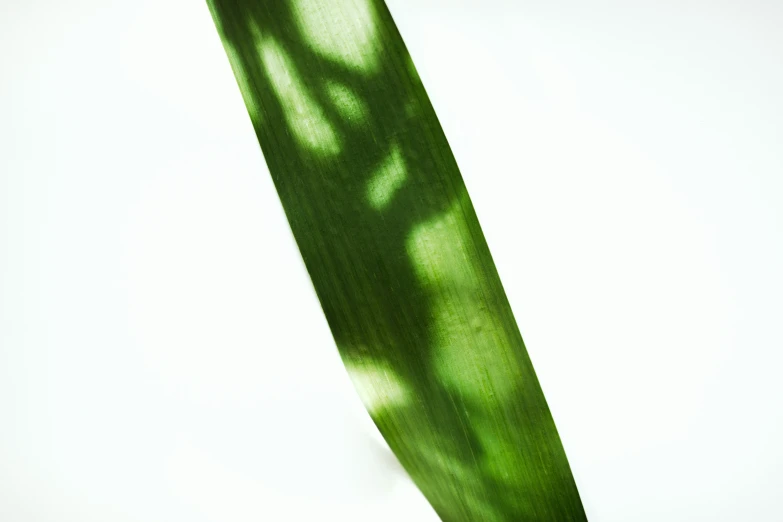 a very long leaf casting shadow on white surface