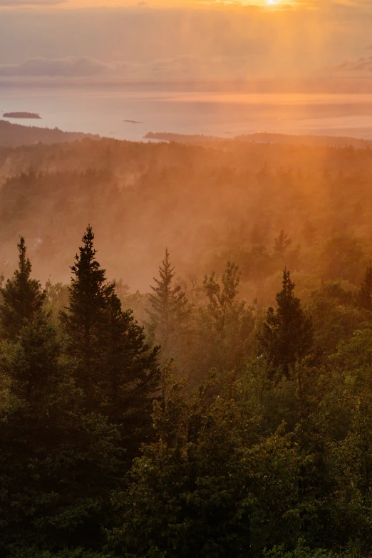 view of trees with fog in the background during sunset