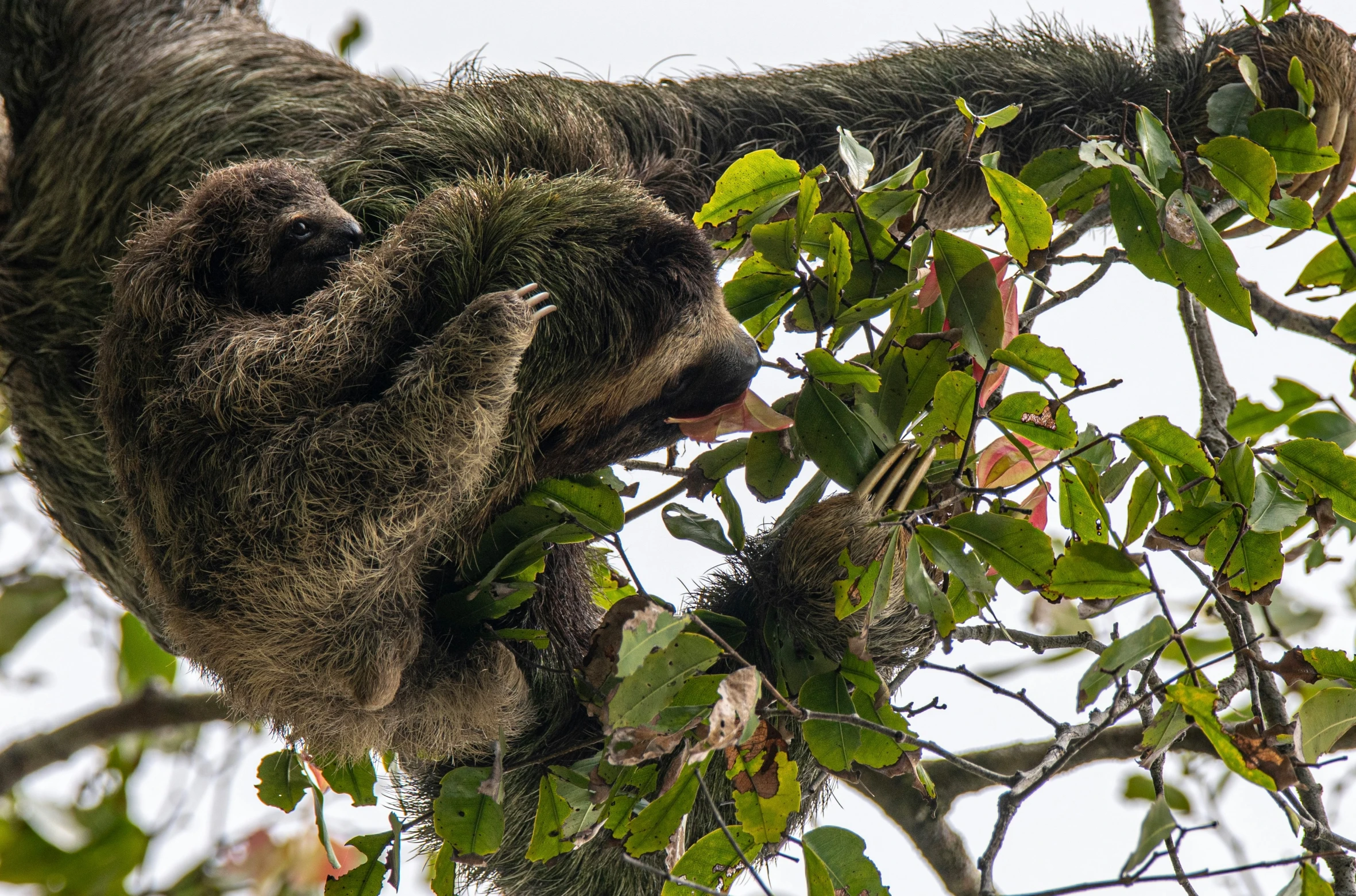 a sloth hanging from a tree nch eating some leaves