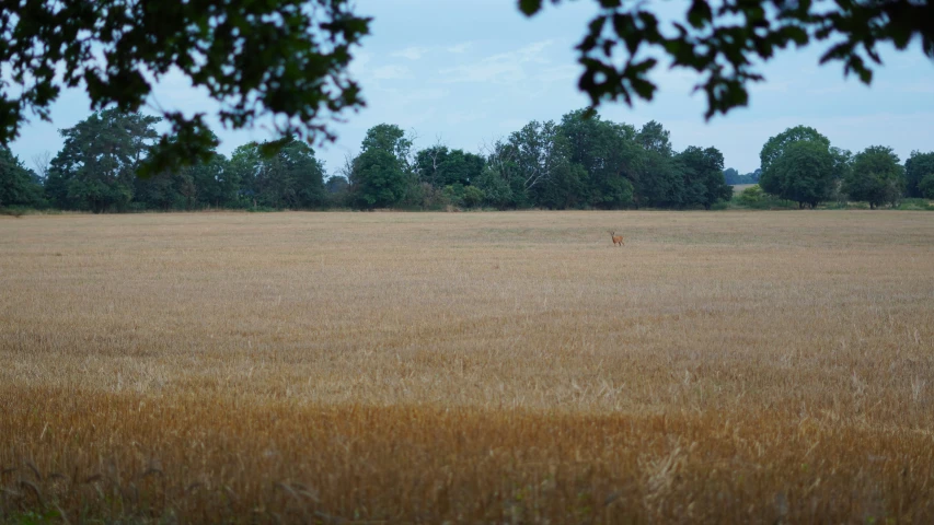 the wild animals are wandering in the big field