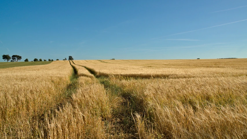 a grassy field with trees in the distance