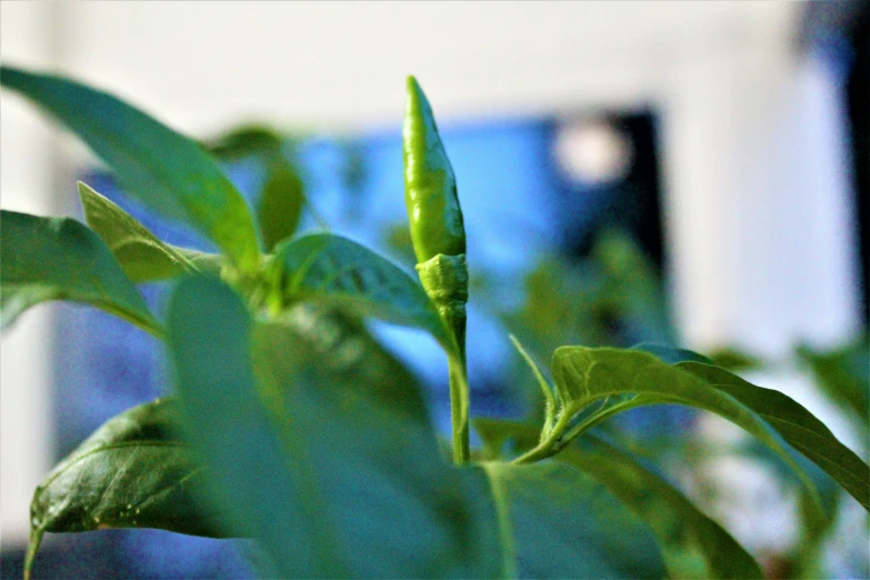 a green pea is in the middle of green shoots