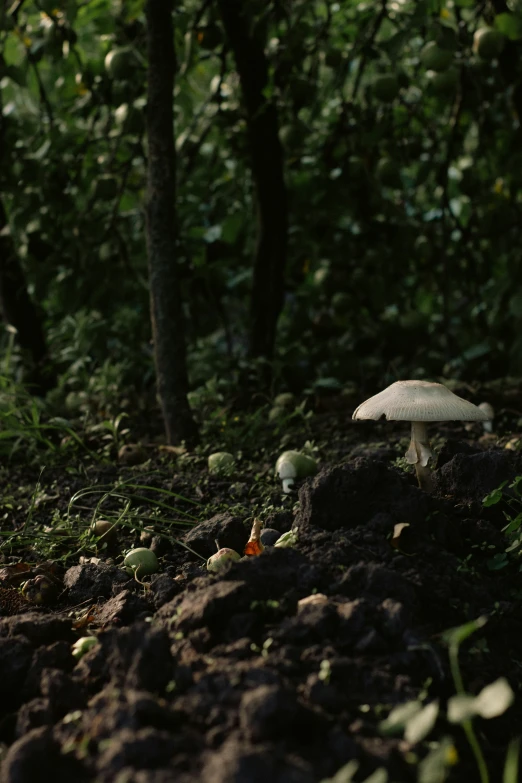 two little white mushrooms that are on the ground