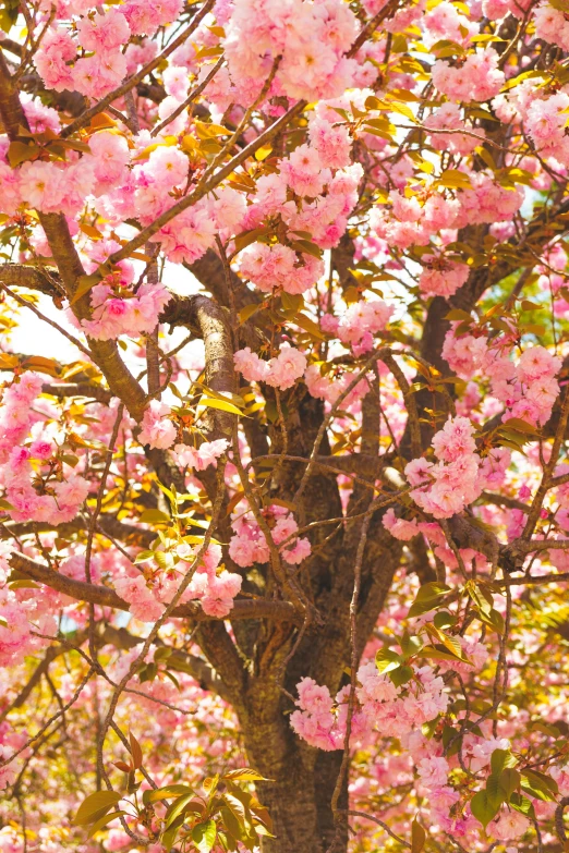 some pink flowers on the nches of a tree