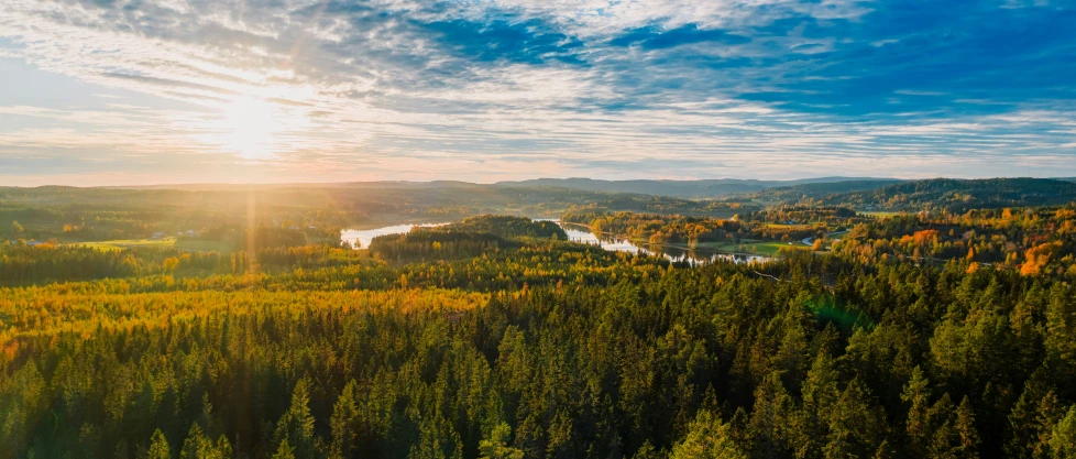 a river that runs through some trees