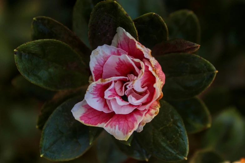 closeup of a pink flower on a nch