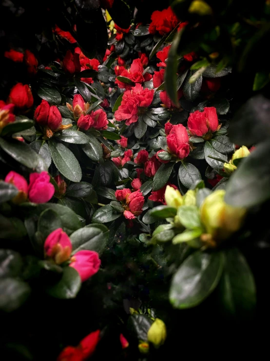 several red and yellow flowers in green leaves