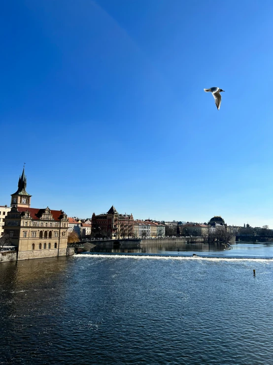 a bird flying over the waters of the river